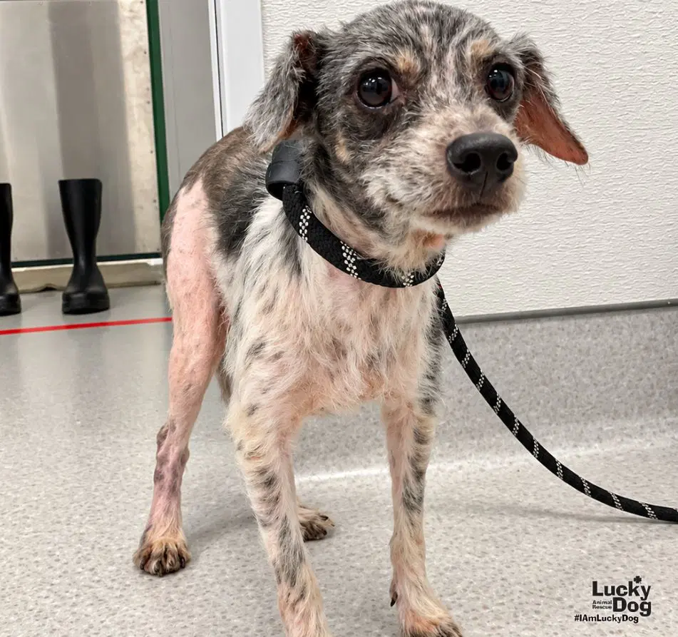 Patchy - Miniature Schnauzer