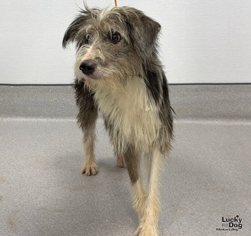 Rosie, Australian Shepherd / Mixed