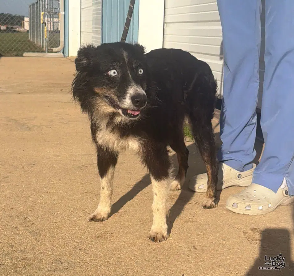 Tilly - Border Collie