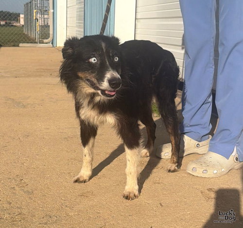 Tilly, Border Collie / Australian Shepherd / Mixed