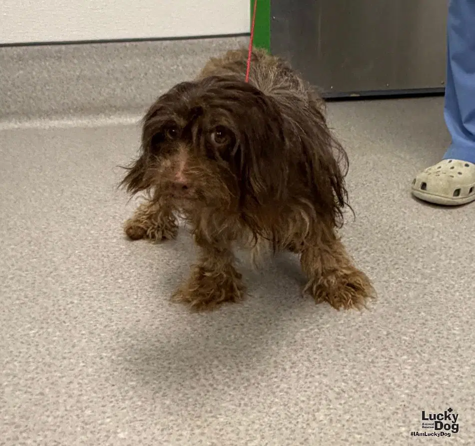 Glinda - Poodle (Miniature)