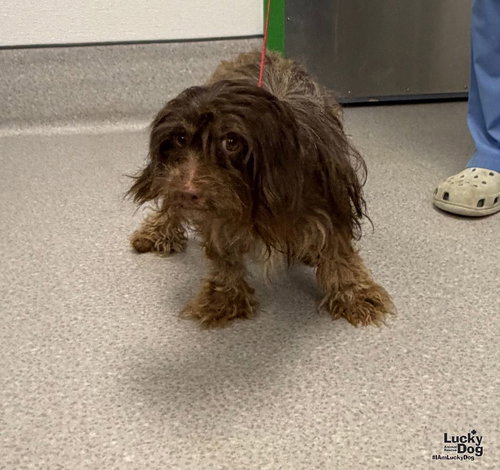 Glinda, Poodle (Miniature) / Australian Shepherd / Mixed