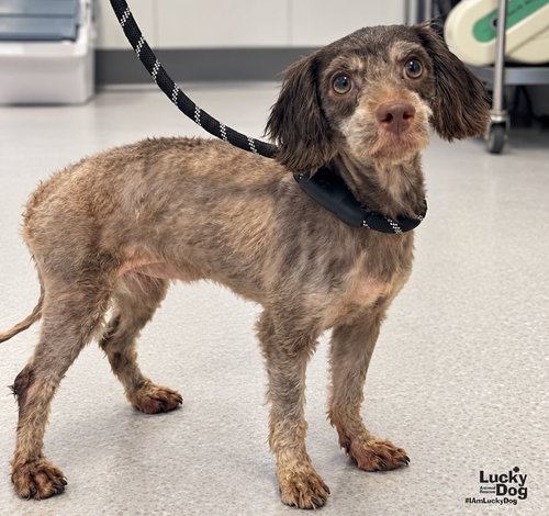 Glinda, a Poodle (Miniature) / Australian Shepherd / Mixed dog for adoption in Washington, DC, photo 1 of 3