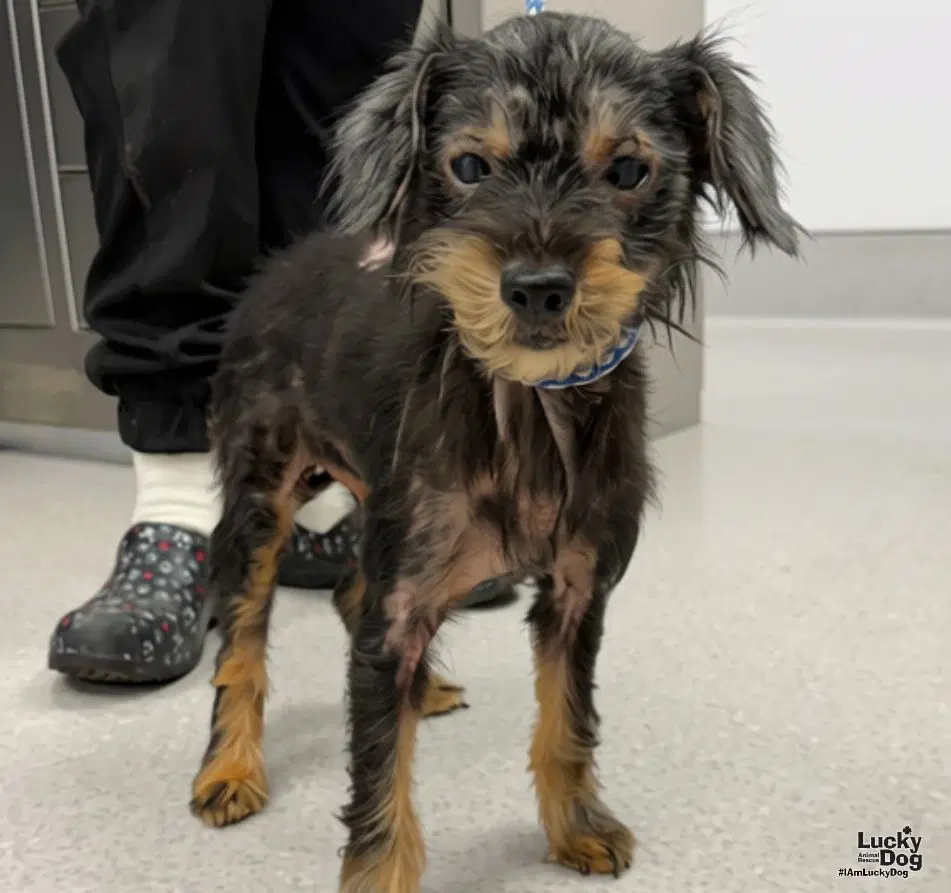 Lil Girl - Dachshund