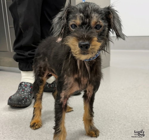 Lil Girl, Dachshund / Mixed
