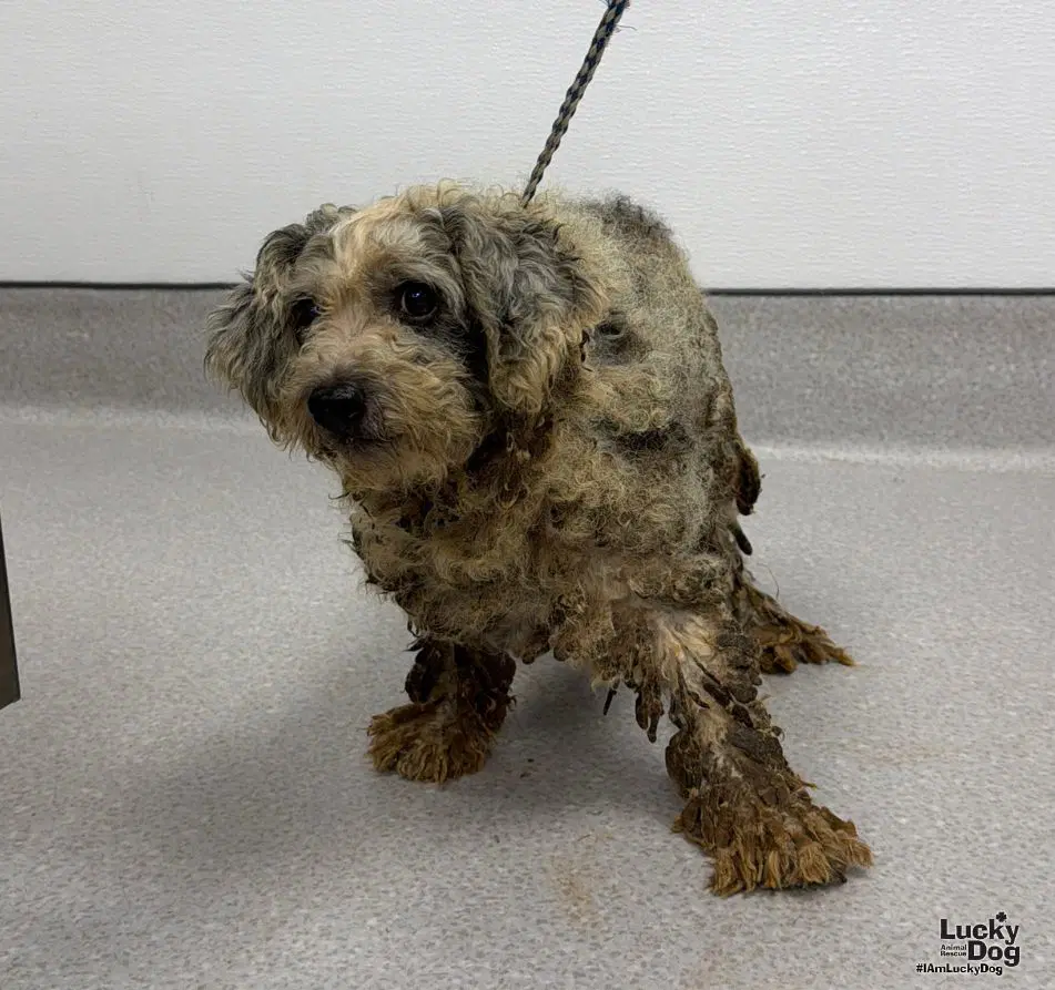 Gray Ears - Poodle (Miniature)
