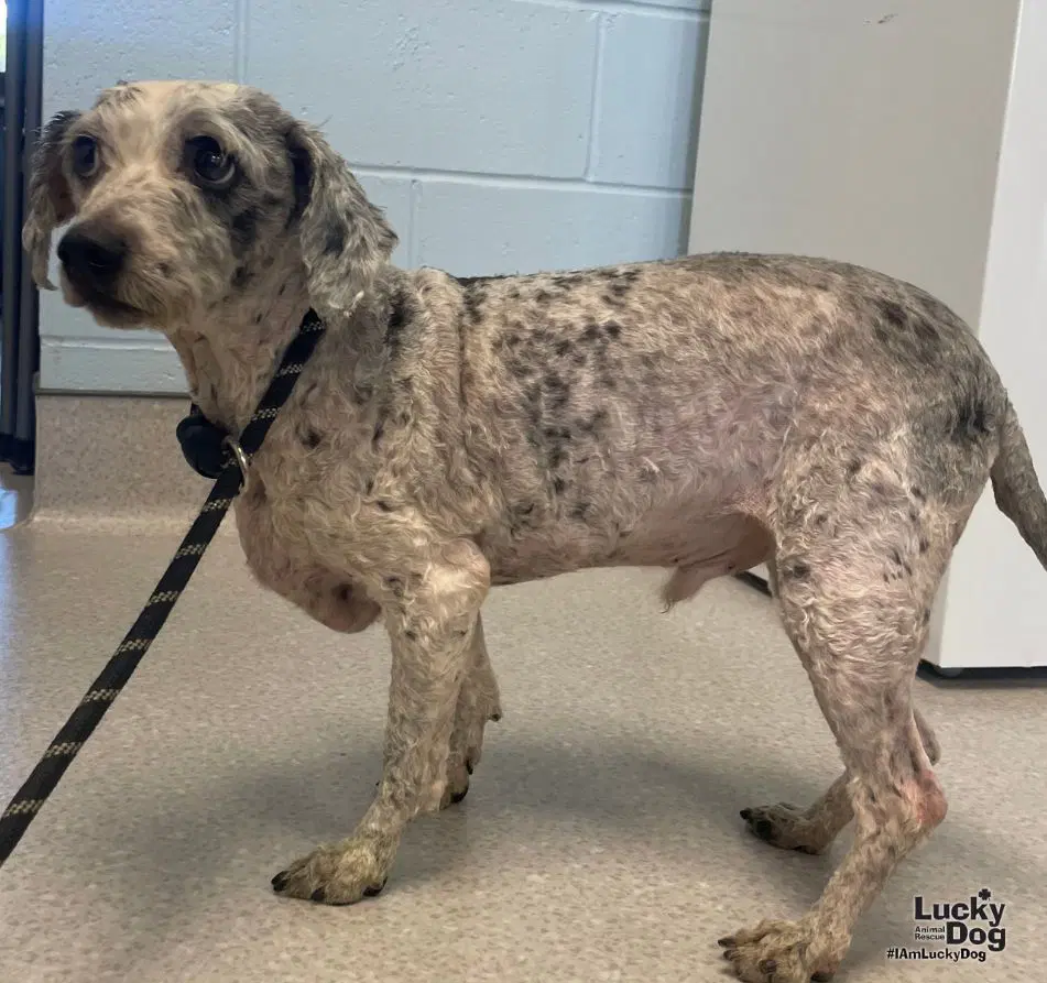 Gray Ears - Mini Poodle