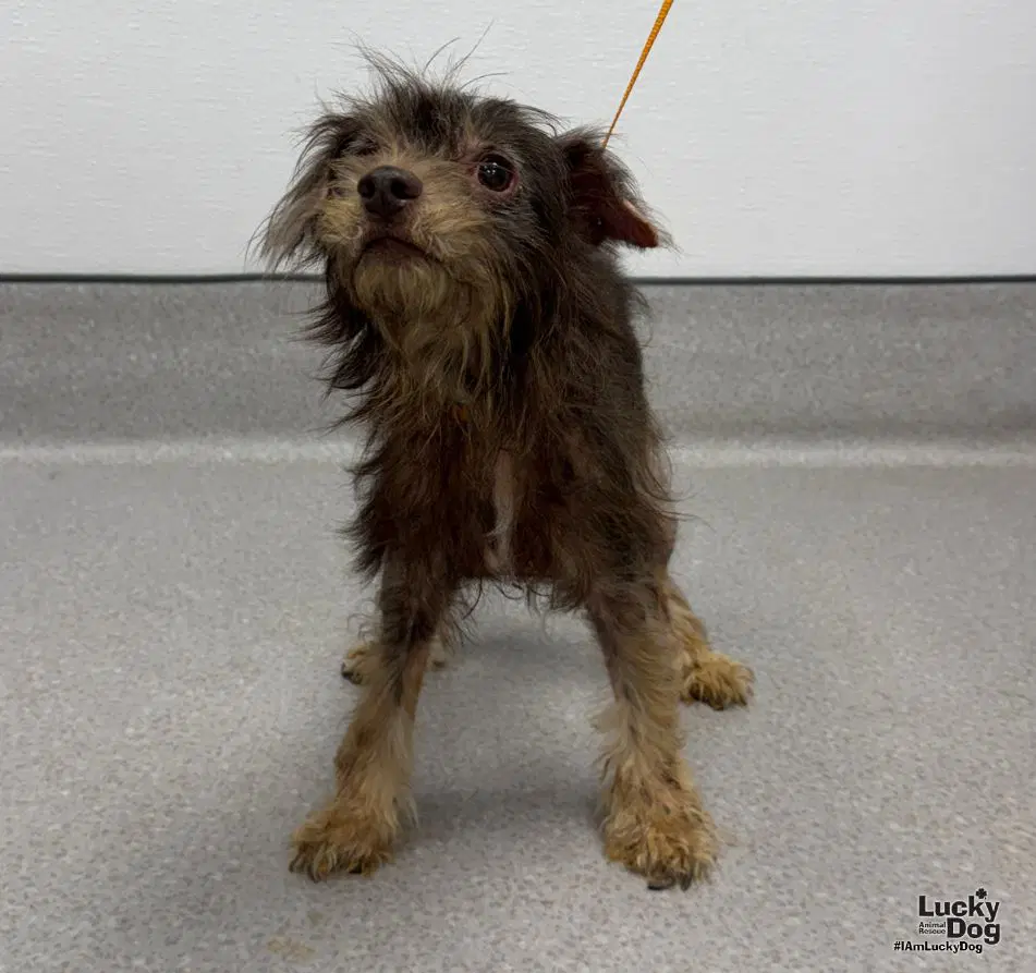 Hershey - Poodle (Miniature)