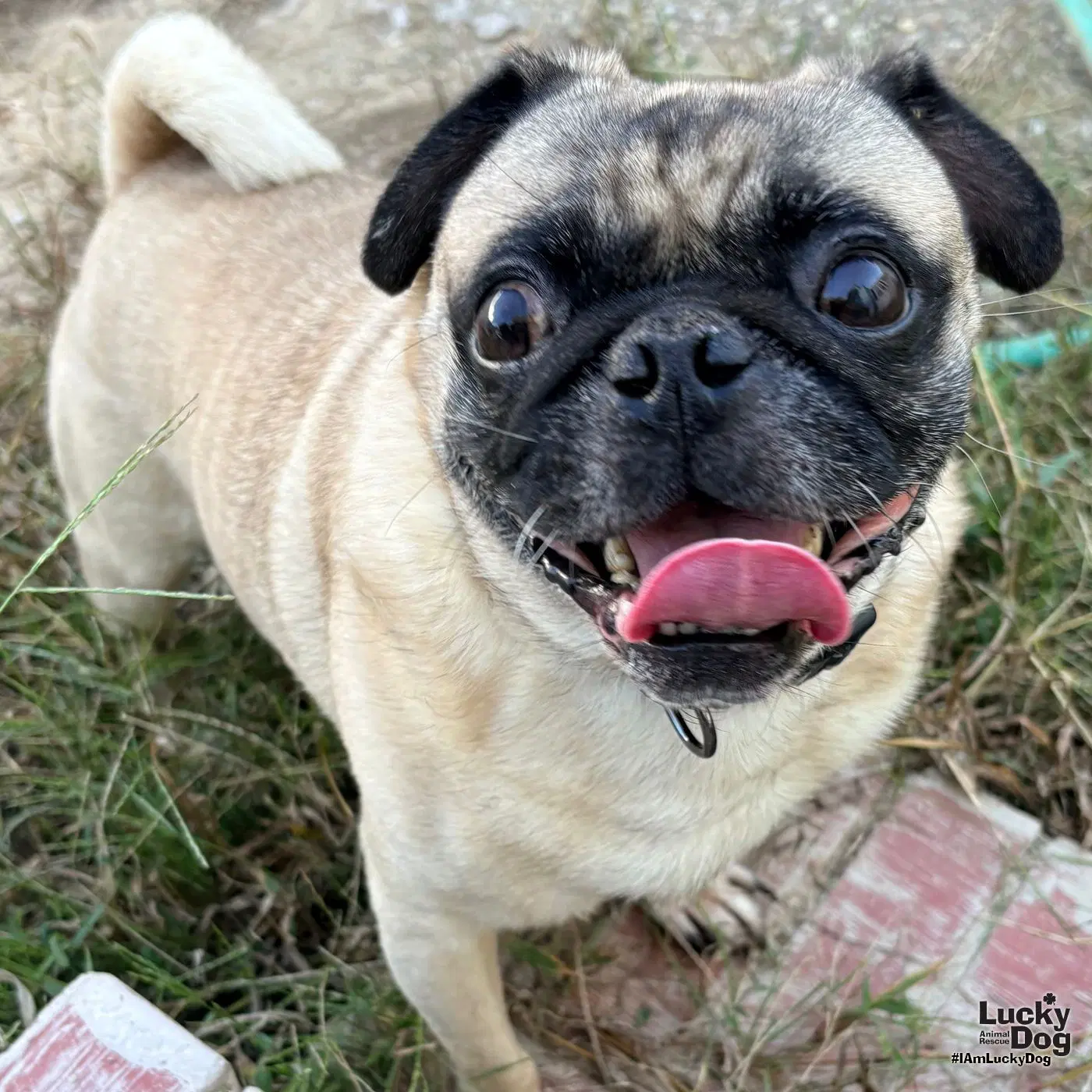 Erni - Pug