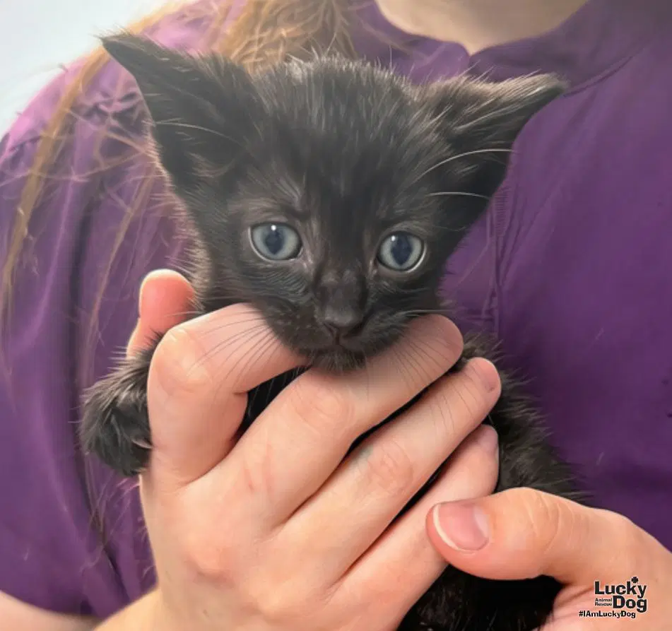 Elora - Domestic Short Hair