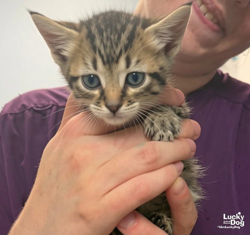 Eira, a Domestic Short Hair / Mixed (short coat) cat for adoption in Washington, DC, photo 1 of 3