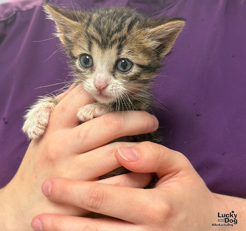 Ebony, a Domestic Short Hair / Mixed (short coat) cat for adoption in Washington, DC, photo 1 of 3