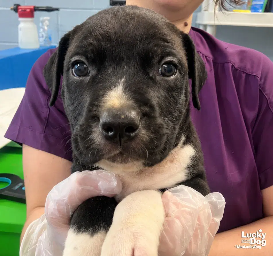 Meep - Labrador Retriever