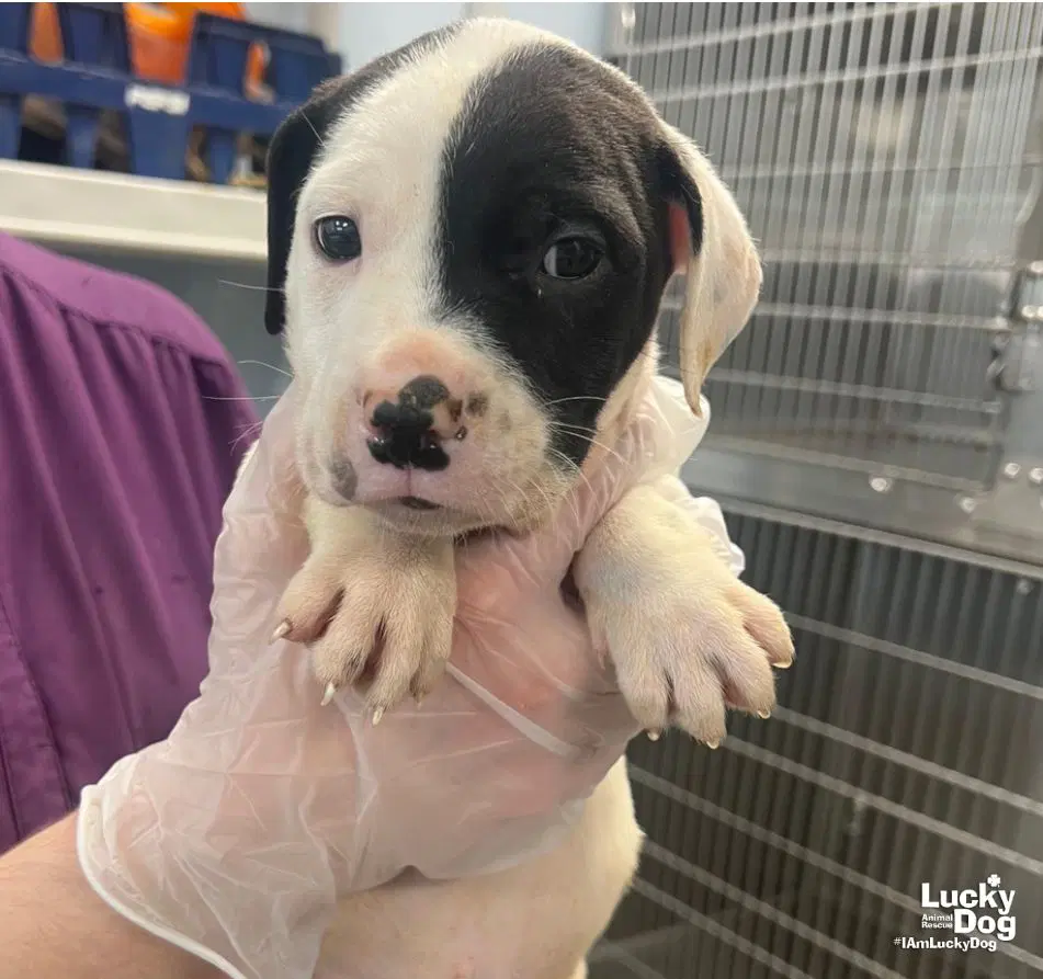 Mcroy - Labrador Retriever