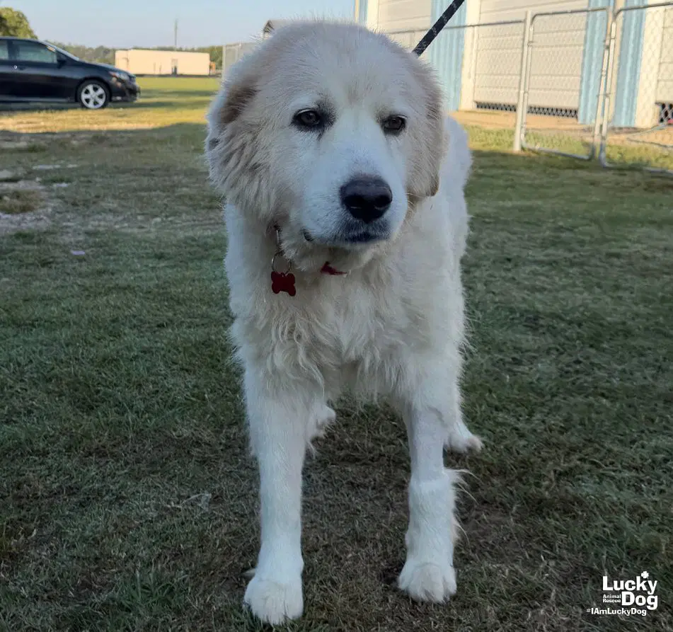 Juniper - Great Pyrenees