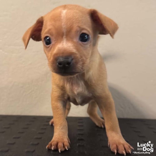 Denzel, a Chihuahua / Mixed (short coat) dog for adoption in Washington, DC, photo 1 of 2