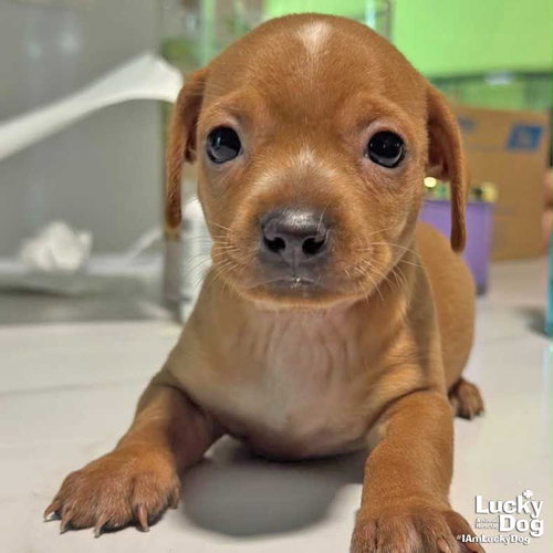 Dax, a Chihuahua / Mixed (short coat) dog for adoption in Washington, DC, photo 1 of 2