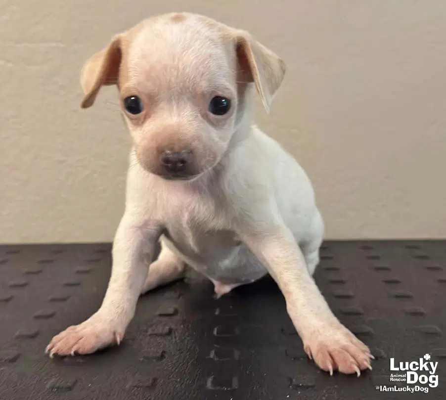 Dexter - Chihuahua