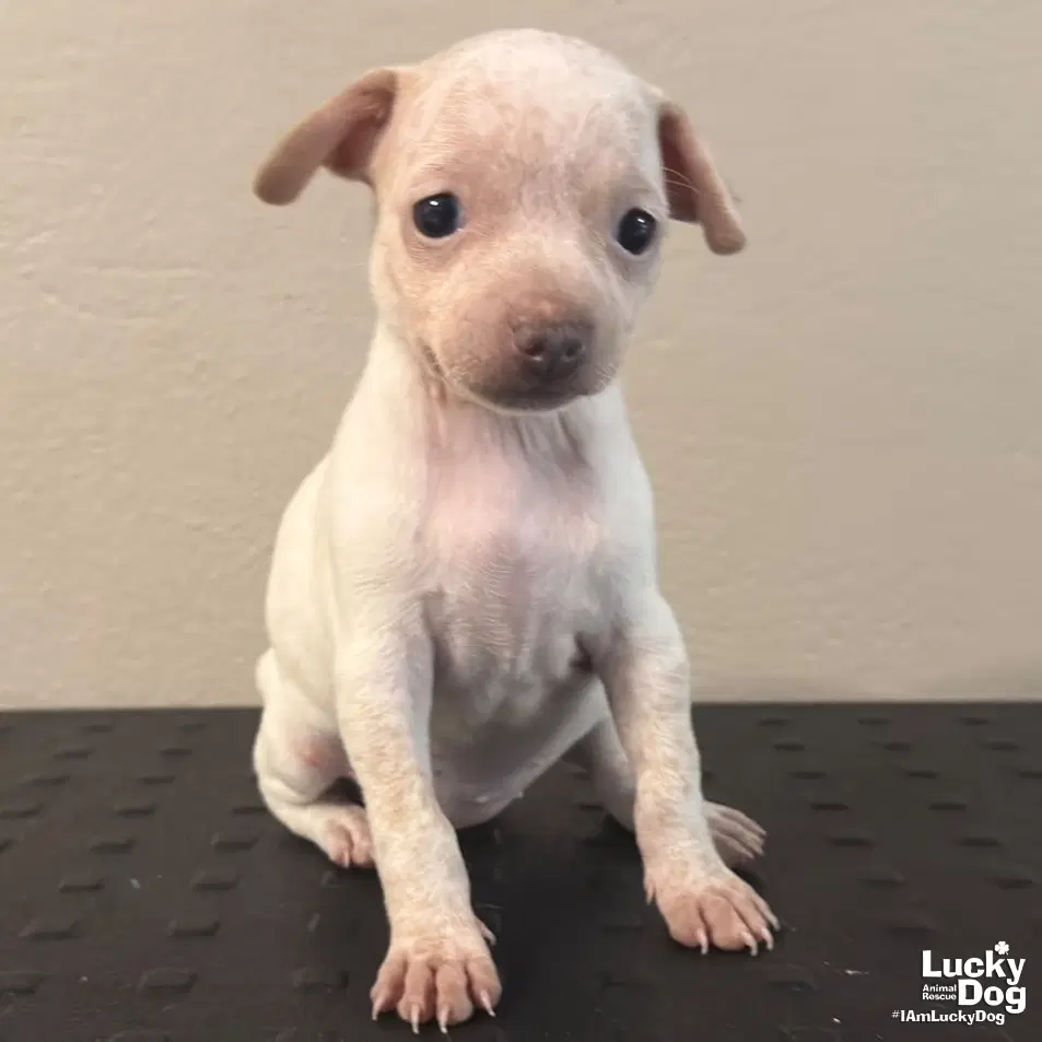 Didi - Chihuahua