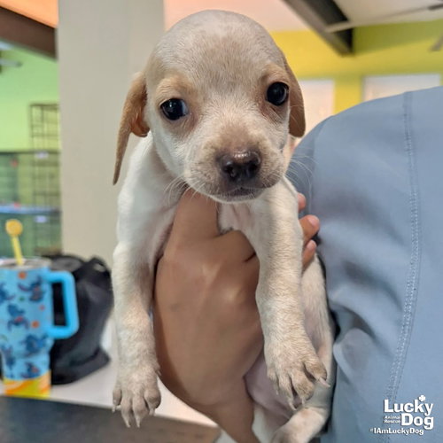 Dova, a Chihuahua / Mixed (short coat) dog for adoption in Washington, DC, photo 1 of 2