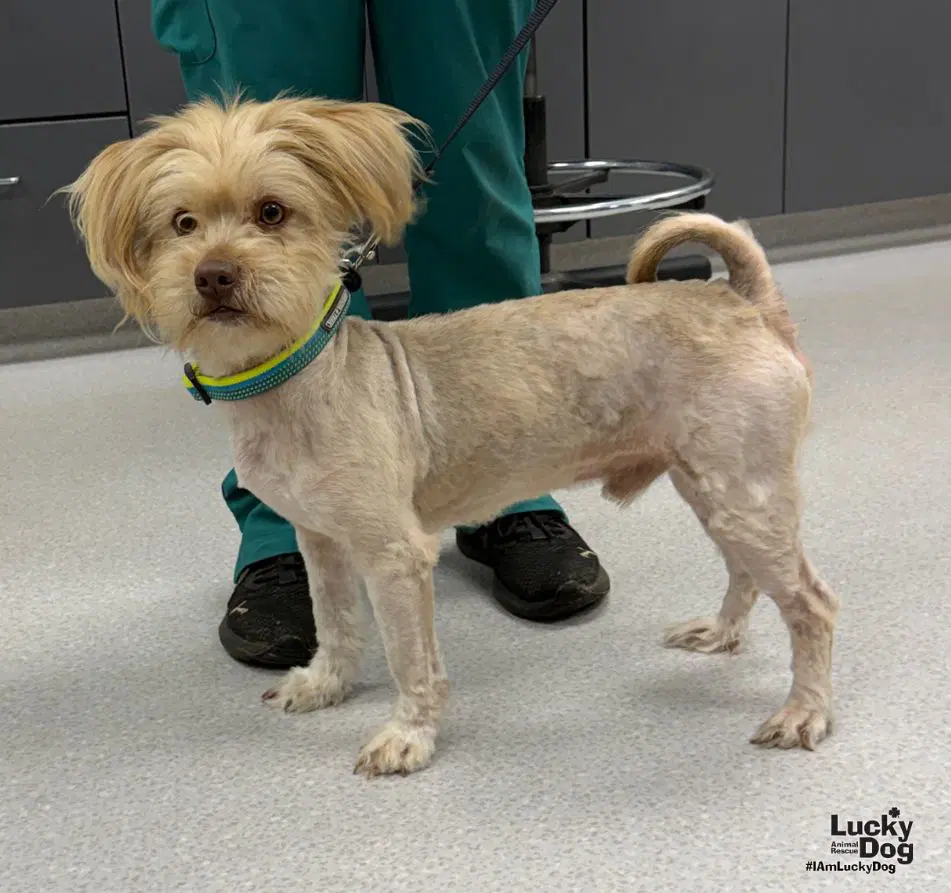 Dootie - Yorkshire Terrier Yorkie