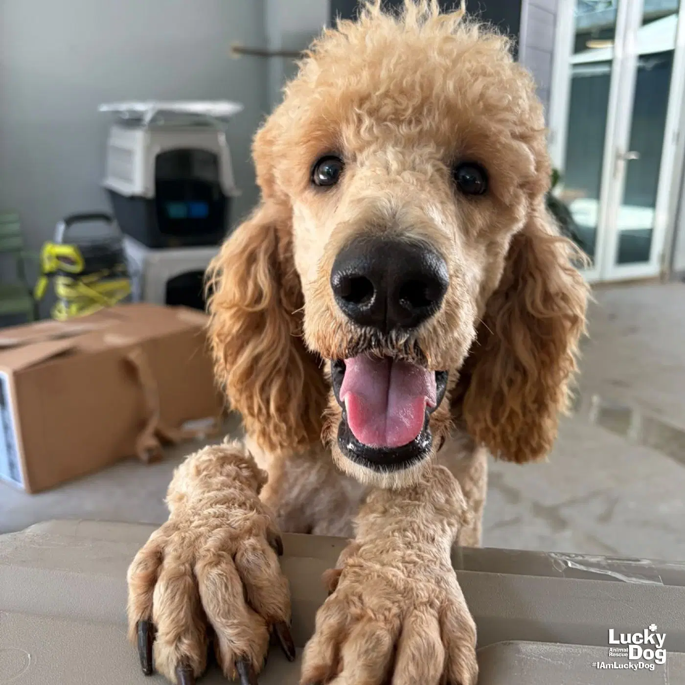 Zar - Poodle (Standard)