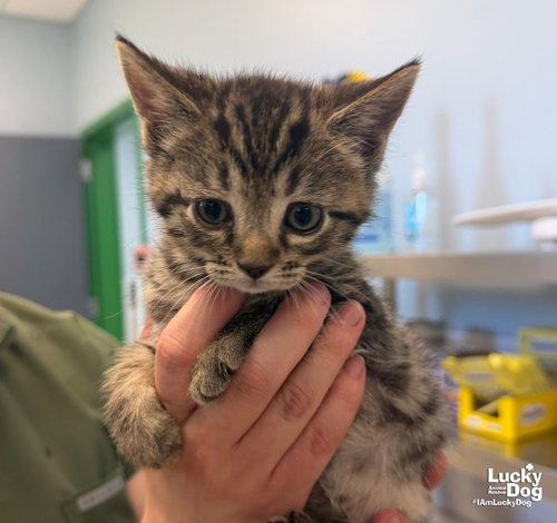 Beetle, a Domestic Short Hair / Mixed (short coat) cat for adoption in Washington, DC, photo 1 of 3