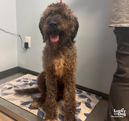 Crue, a Poodle (Standard) / Pointer / Mixed (long coat) dog for adoption in Washington, DC, photo 1 of 3
