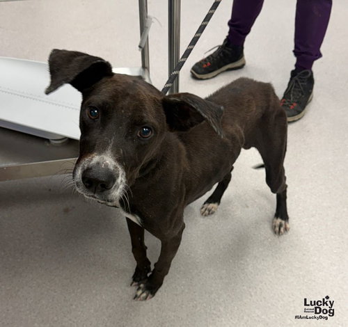 Chicky, a Labrador Retriever / Terrier / Mixed dog for adoption in Washington, DC, photo 1 of 3