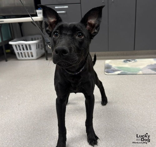 Harley, a Labrador Retriever / Terrier / Mixed dog for adoption in Washington, DC, photo 1 of 3