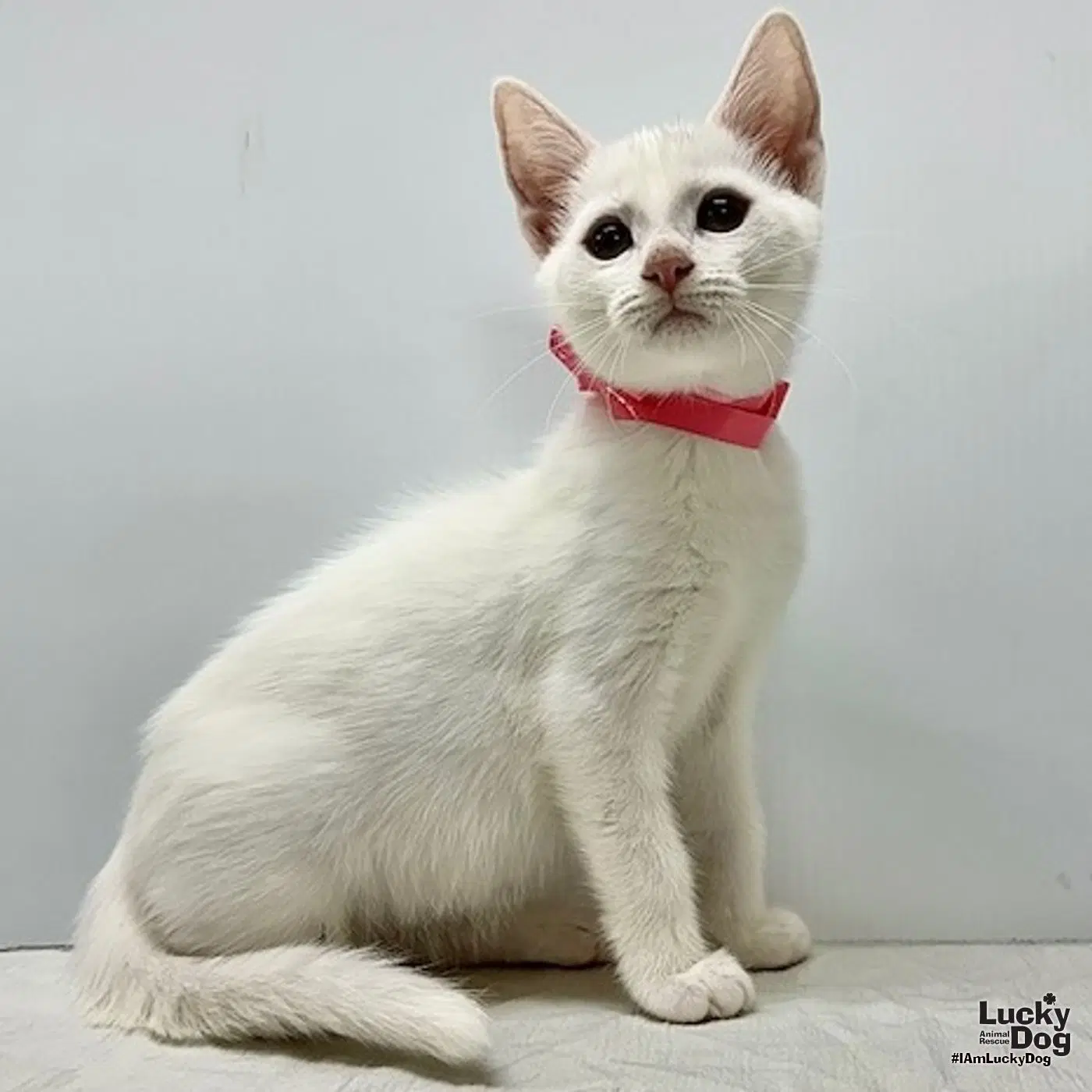 Winton - Domestic Short Hair