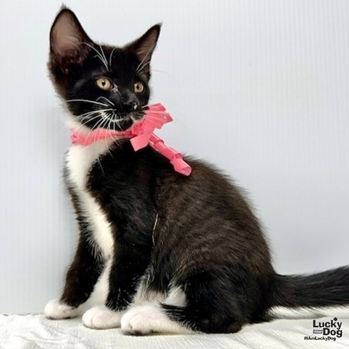 Winnie, a Domestic Short Hair / Mixed (short coat) cat for adoption in Washington, DC, photo 1 of 4
