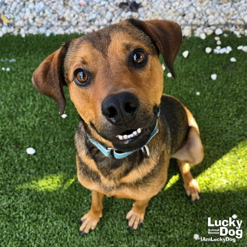 Flash, a Labrador Retriever / Shepherd / Mixed dog for adoption in Washington, DC, photo 1 of 3