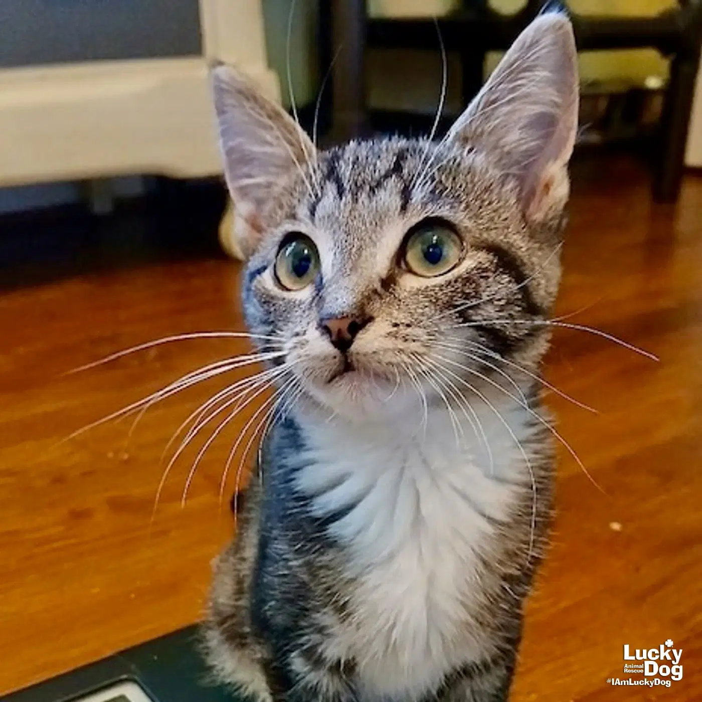 Nessie - Domestic Short Hair