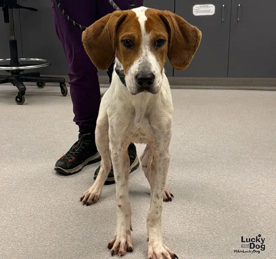 River - Hound/Lab mix