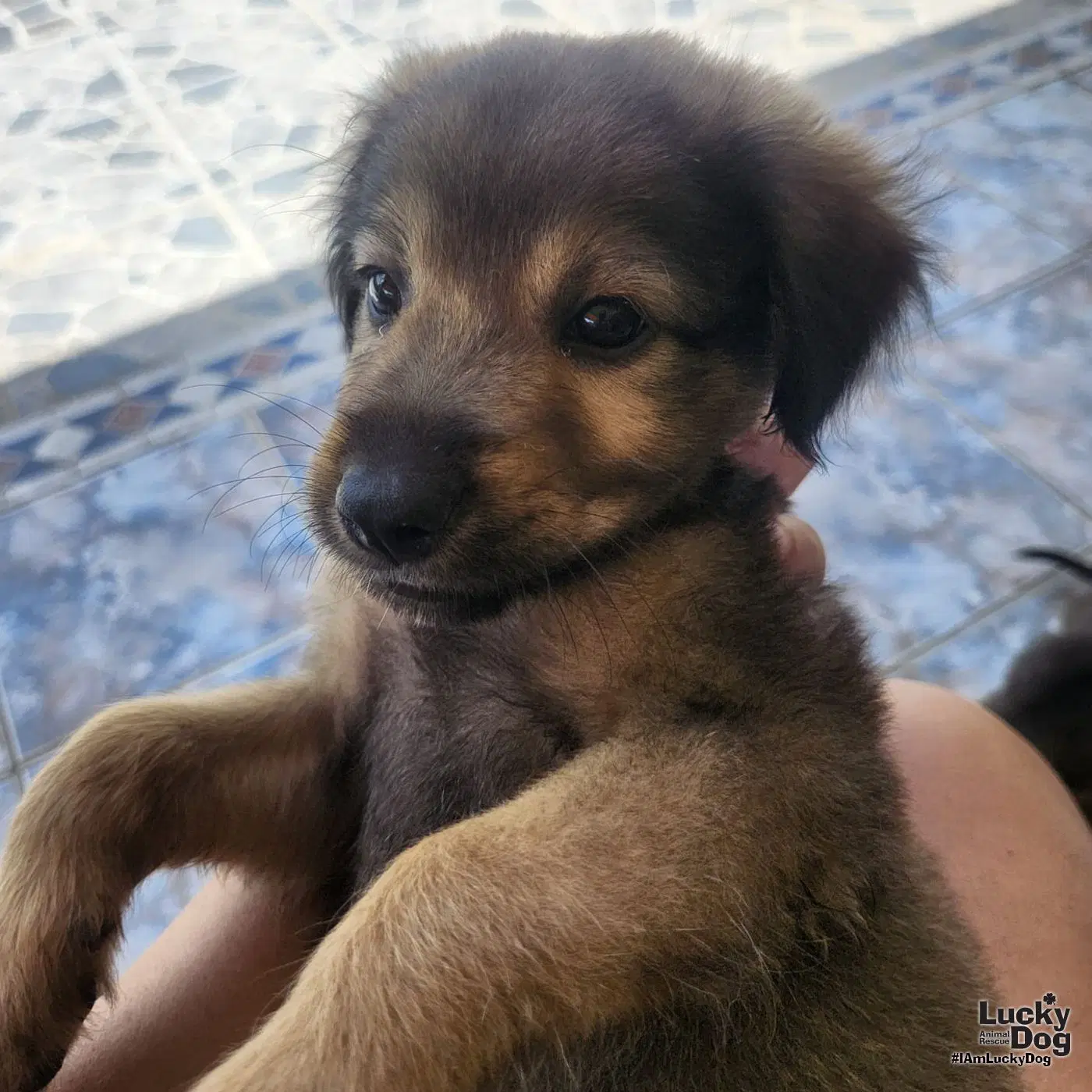 Sasha - Terrier/chihuahua mix
