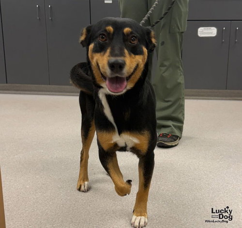 Roxy, a Rottweiler / Terrier / Mixed dog for adoption in Washington, DC, photo 1 of 3