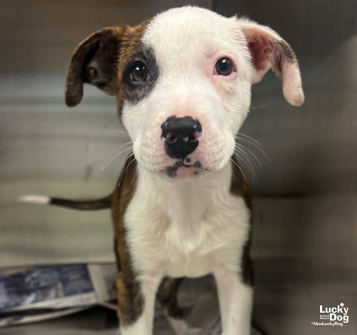 Jr, a Terrier / Labrador Retriever / Mixed dog for adoption in Washington, DC, photo 1 of 3