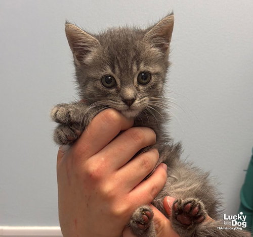 Creek, a Domestic Short Hair / Mixed (short coat) cat for adoption in Washington, DC, photo 1 of 3