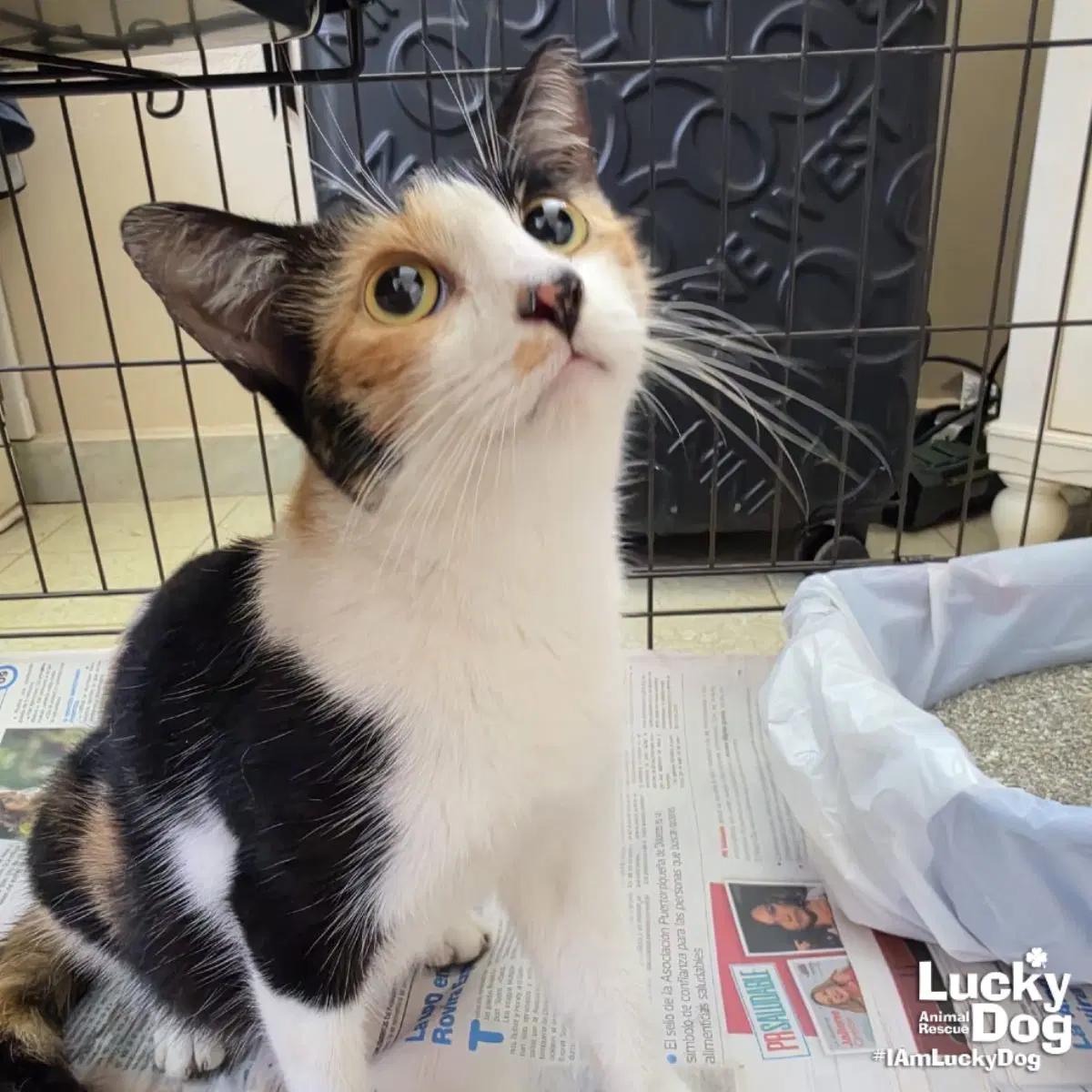 Malfalda - Domestic Short Hair