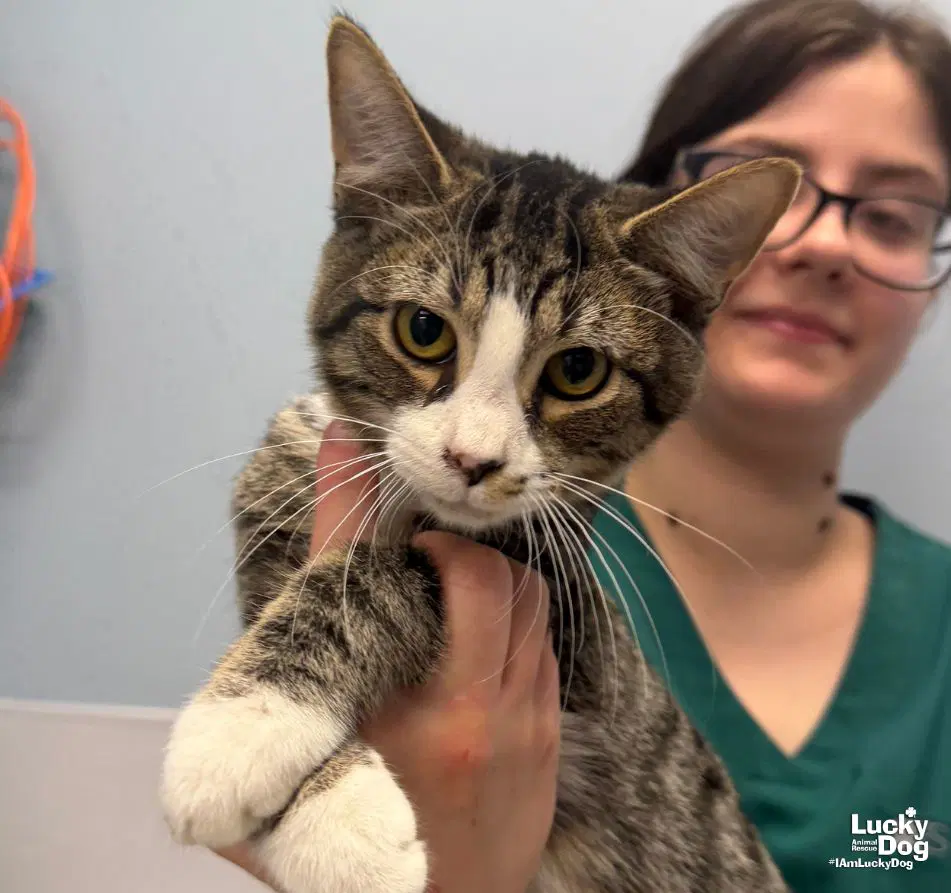 Foster - Domestic Short Hair