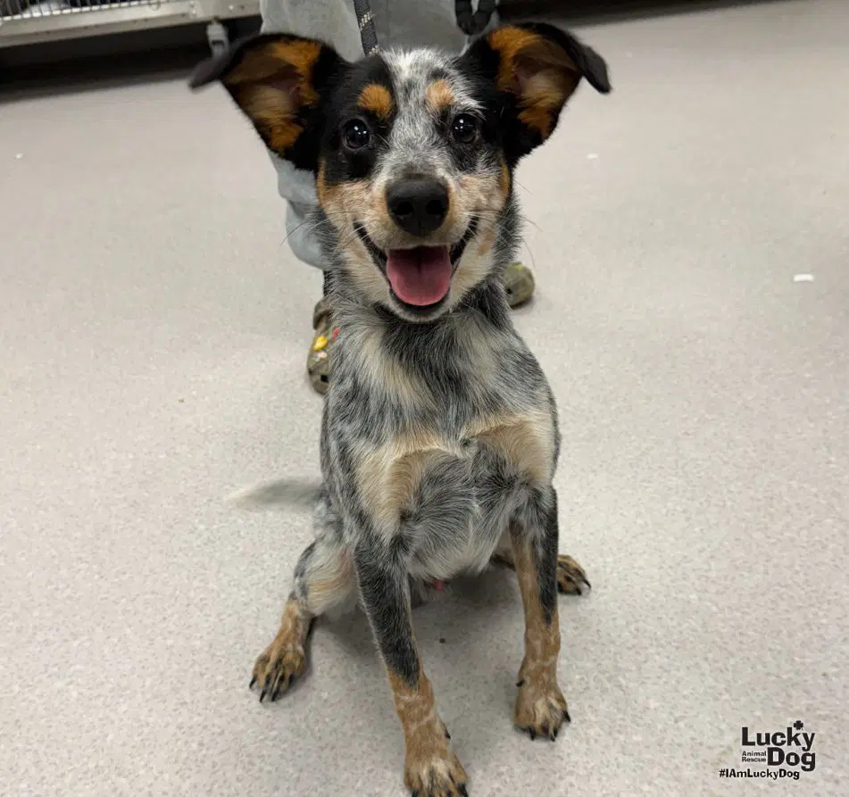 Stevie - Australian Cattle Dog/Blue Heeler