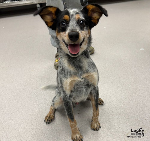 Stevie, an Australian Cattle Dog/Blue Heeler / Mixed dog for adoption in Washington, DC, photo 1 of 3