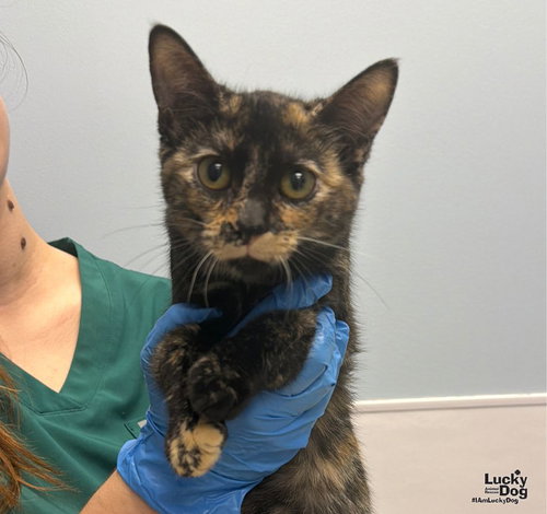 Frankie, a Domestic Short Hair / Domestic Short Hair / Mixed (short coat) cat for adoption in Washington, DC, photo 1 of 2