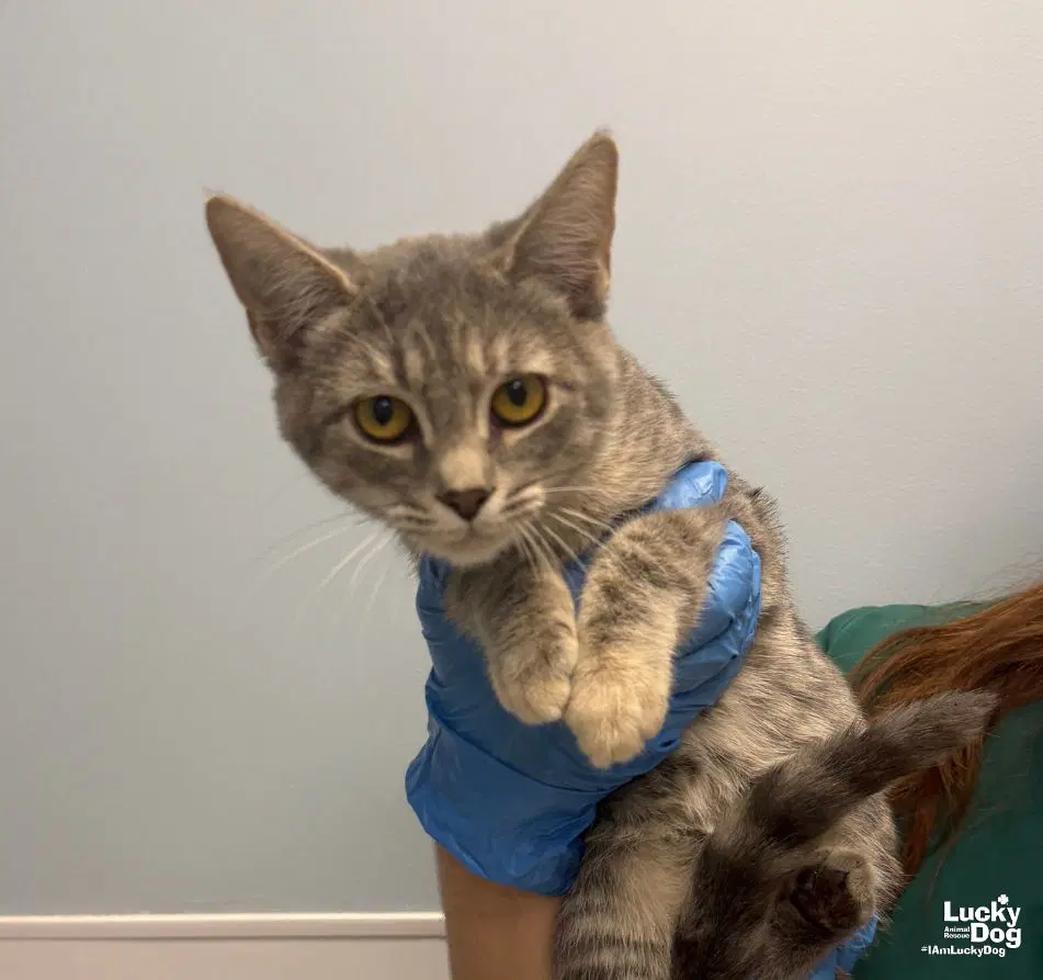 Fields - Domestic Short Hair
