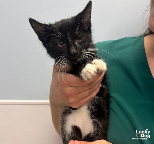Trick, a Domestic Short Hair / Domestic Short Hair / Mixed (short coat) cat for adoption in Washington, DC, photo 1 of 3