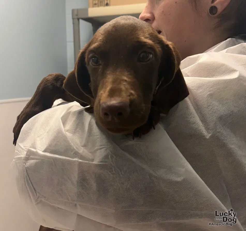 Dawn - Vizsla