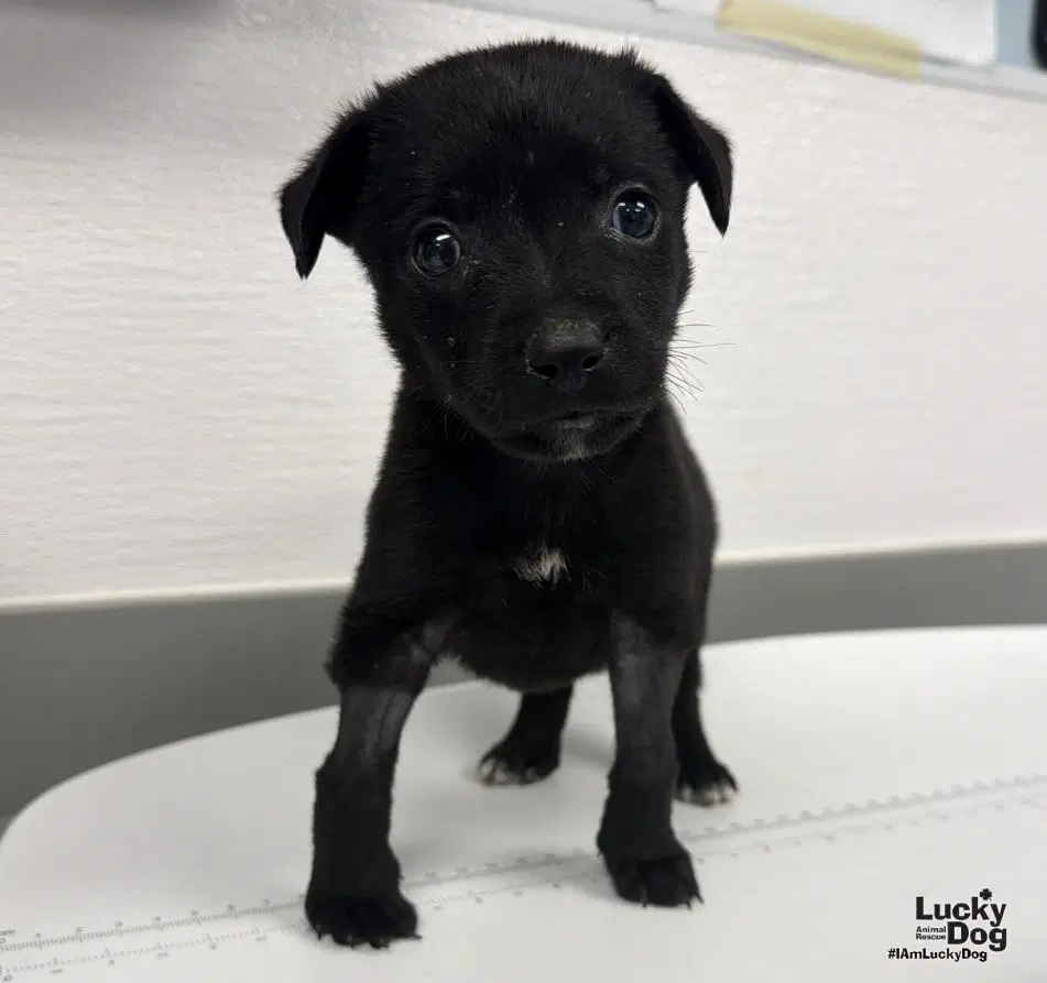 Huna - Labrador Retriever