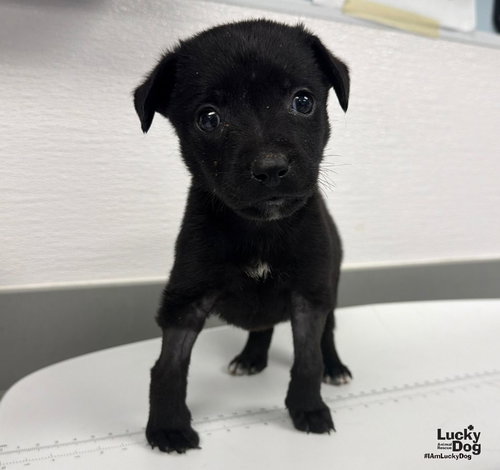 Huna, a Labrador Retriever / Mixed dog for adoption in Washington, DC, photo 1 of 3