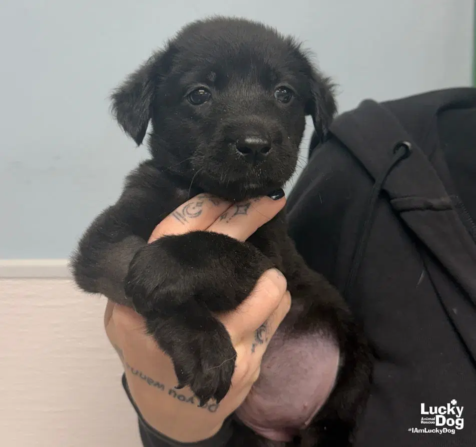 Hattie - Labrador Retriever
